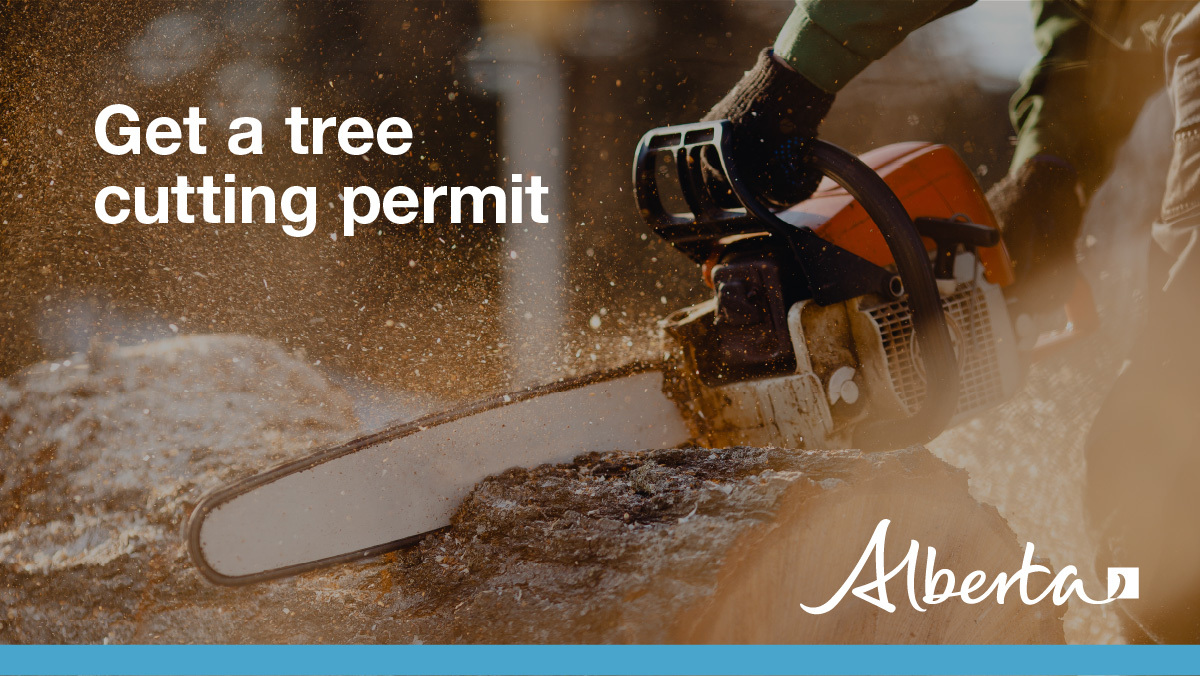 Personal Use Tree Cutting Permits are valid for harvesting small amounts of Crown timber for Christmas trees, firewood, roundwood or tree transplants. 

Find out more and get your free permit online: alberta.ca/tree-cutting-p…