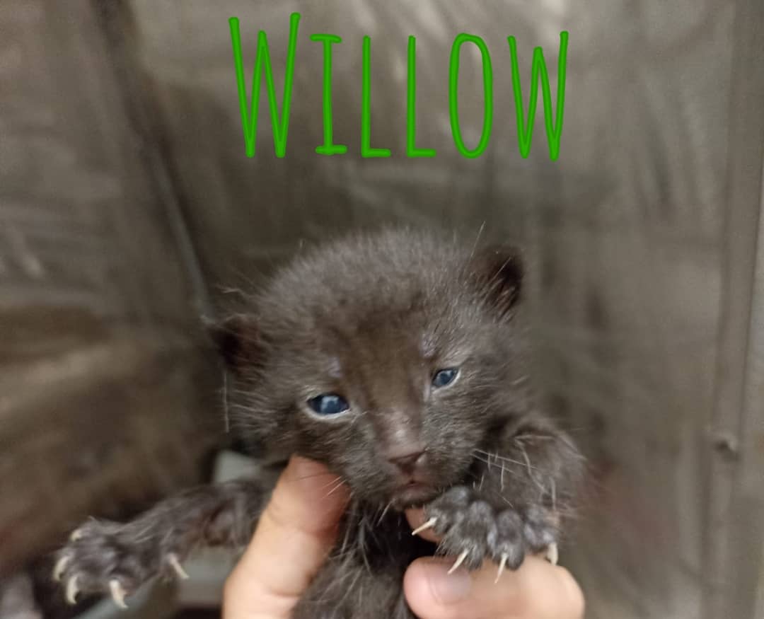Gatuchinhos's tweet photo. (A foto de Buffy é da semana pasada, hoxe non quixo foto hehe) 

#Gatuchinhos #Tronchi #Tronchitos #Buffy #Willow #Xander #Spike #vampireslayer #gatiños #adopta #Coruña #ACoruña https://t.co/rrhZCDhu8T