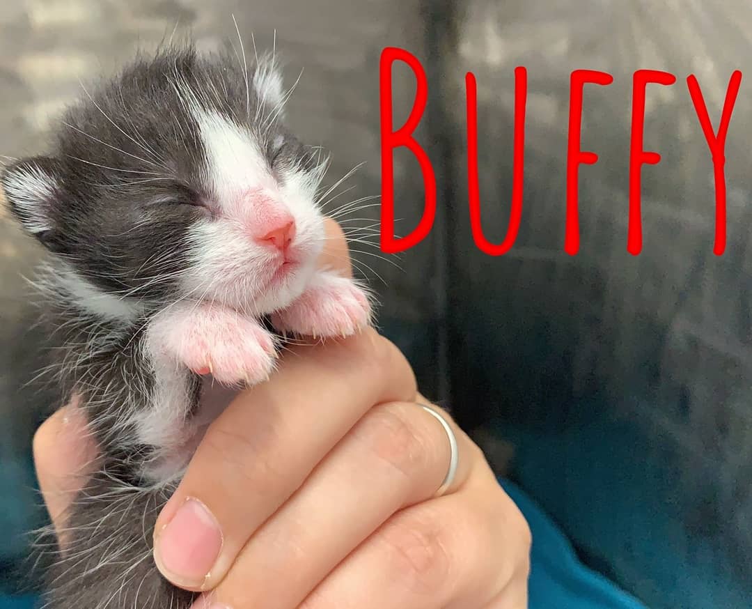 Gatuchinhos's tweet photo. (A foto de Buffy é da semana pasada, hoxe non quixo foto hehe) 

#Gatuchinhos #Tronchi #Tronchitos #Buffy #Willow #Xander #Spike #vampireslayer #gatiños #adopta #Coruña #ACoruña https://t.co/rrhZCDhu8T