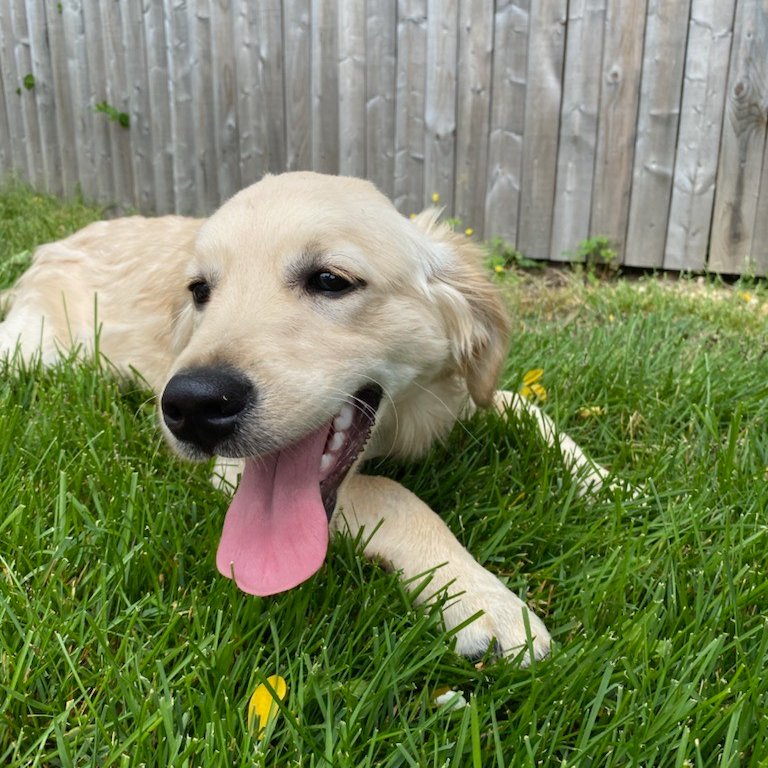 Escml's tweet photo. #TongueOutTuesday - tweet us photos of your pups with their tongues out!
And remember our Pet Food Drive runs until October 16!
#Pets #PetFoodDrive #GreatGiveBack #TheGreatGiveBack #TGGB #LibraryGGB #LibrariesGiveBack #EmmaCares #HelpOurFurryFriends #Dogs #Cats https://t.co/tMbgbiY9w8