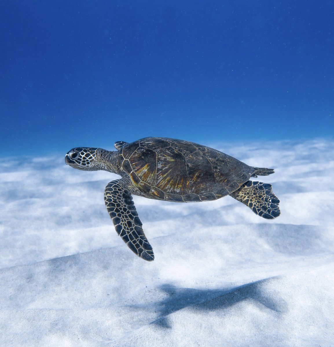 HollywoodFLCRA's tweet photo. #TurtleTuesday Turtle fact: Loggerhead turtles nest from April to September and generally build 3-5 nests per season, totaling 35 pounds of eggs.
.
#floridashollywood #seaturtles #turtlefact #loggerhead #loggerheadturtle https://t.co/yQB6noiyVt