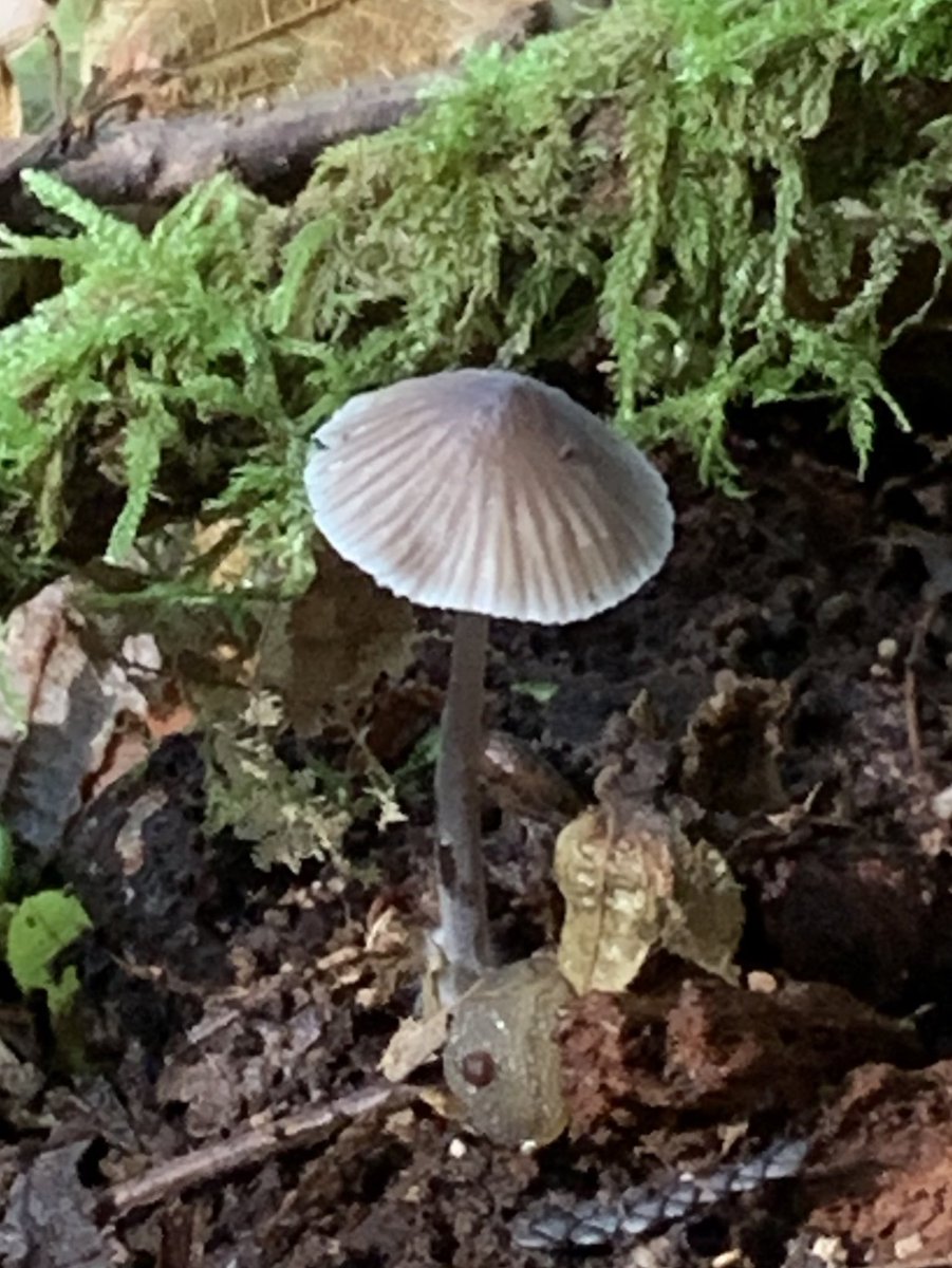 nature2ublog's tweet photo. ‘Chocolates everywhere’ in the woods with this golden hazel chip coated Amanita and darling dark chocolate Bonnet - tempted but regrettably they’re inedible #fungi https://t.co/ajgH4gnlxN