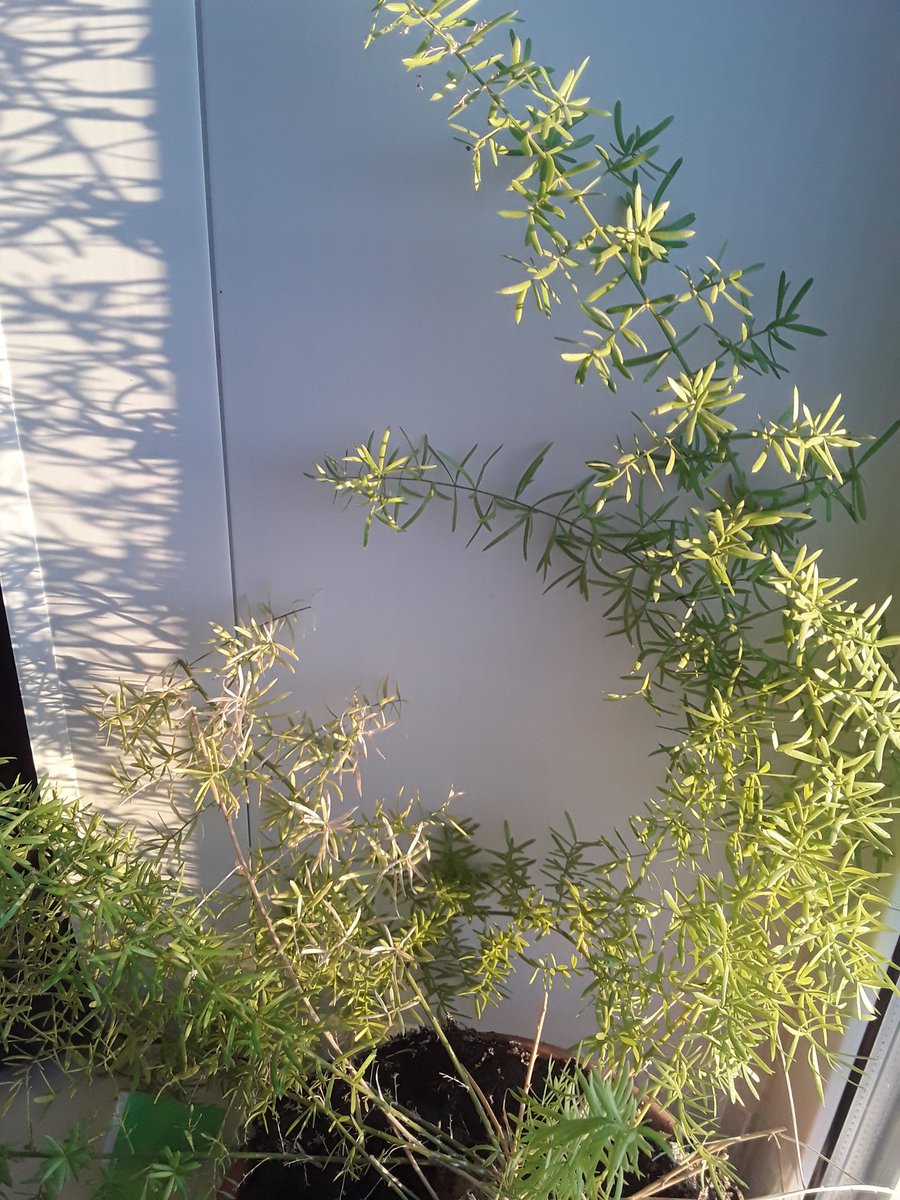 RadostNormaJzni's tweet photo. 🌱🌻🌼🌿 https://t.co/CeGmJNlxDX