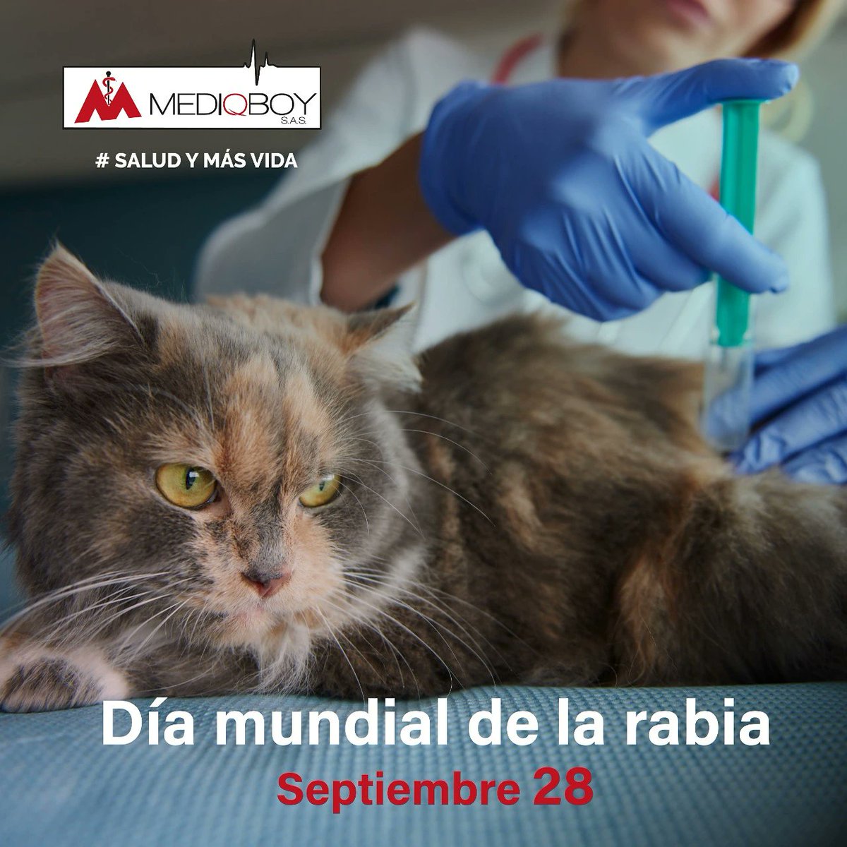 mediqboy's tweet photo. La prevención de la #Rabia, recae en una vacunación efectiva de la población animal susceptible: #perros principalmente, #gatos y #hurones.#DiaMundialdelaRabia https://t.co/YRl6wxYuJU