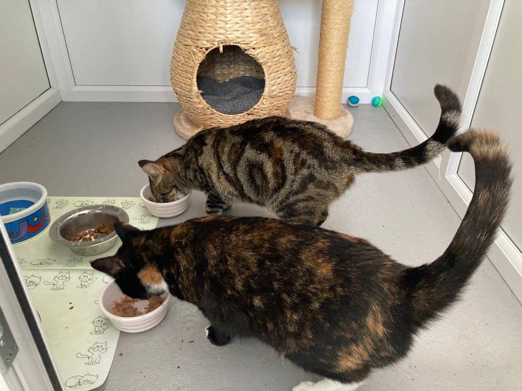 🐾Dinner time for these lovely ladies!🐾

Sadly Mitzi and Molly haven't found their forever homes yet and are still waiting for their perfect match. 
Check out their profile below and get in touch if you think you could offer them a forever home! 😻

rspca-lincoln.org.uk/aboutmitziandm…