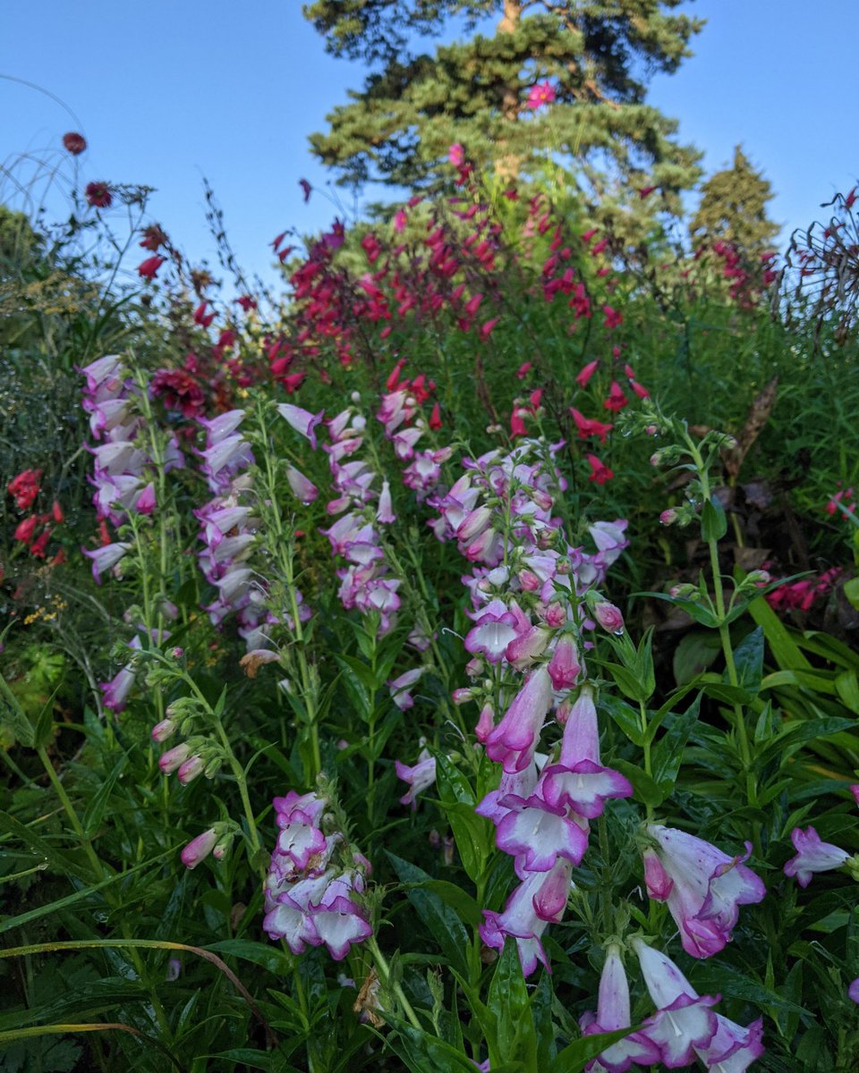 exburygardens's tweet photo. A swathe of different varieties of #Penstemons (beard tongues) can really give a garden some beautiful late-summer/early-autumn colour, as seen here in our #Herbaceous Garden.
#beardtongues #autumnflowers #gardeningtips #gardendesign #visithampshire #hampshiregardens https://t.co/v8Oceb2nCL