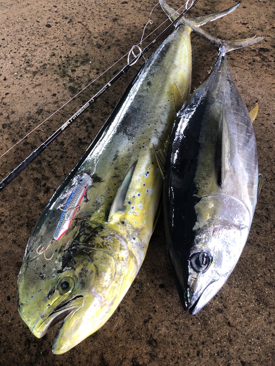 KfihsingKAIGYO's tweet photo. 石垣のパヤオのポテンシャル
キャスティング、エビング、ジギング何やっても無限に釣れる🤣
#釣り #マグロ #ジギング #シイラ
#キャスティング #パヤオ #石垣島
#tulalajp https://t.co/WzYlpdvNvS