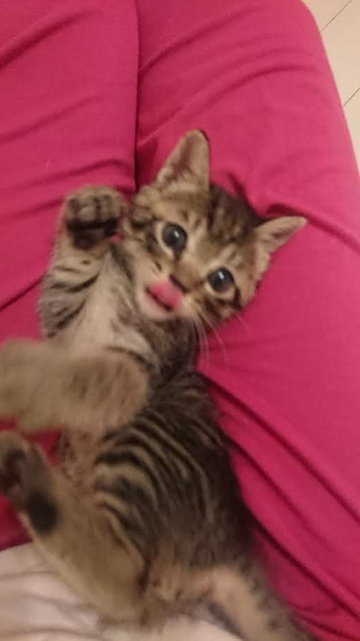 Chichinanko 保護猫を家族に 里親詐欺 虐待から動物たちを守りたい S Tweet チョイチョイ ペロッ 福を招きます 9月29日 肉球の日 招き猫の日 ジアイーノ保護犬猫応援プロジェクト Trendsmap Chichinanko 保護猫を家族に 里親詐欺 虐待から動物たちを守りたい S Tweet チョイチョイ ペロッ 福を招きます 9月29日 肉球の日 招き猫の日 ジアイーノ保護犬猫応援プロジェクト Trendsmap