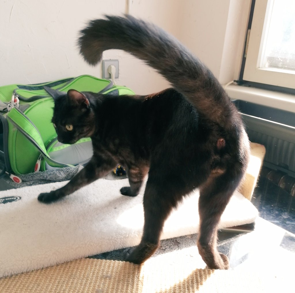 SqueakerKitty's tweet photo. My human calls me squeaky boy,
And strokes my fur with love.
She gives me a new catnip toy,
And turns back to the stove.

I have acted so laid-back,
She does not know what's what.
I launch my sudden sneak attack
And bite her on the butt!

#CatsOfTwitter #poetry #blackcat https://t.co/zt4vCQ2taG