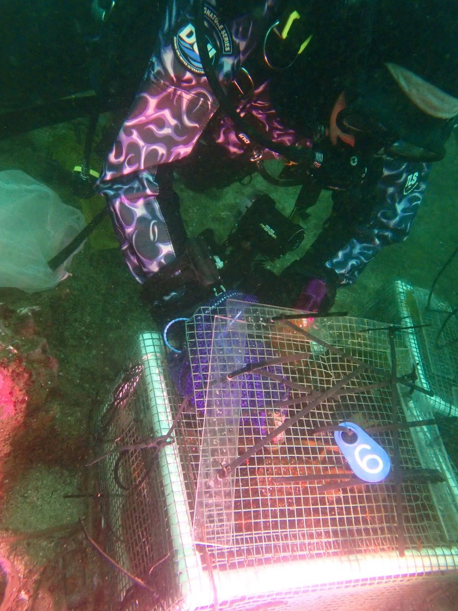 NOAAFish_WCRO's tweet photo. Today the 4th group of white #abalone from our Experimental Aquarium were outplanted!
Learn more about NOAAโs efforts to recover white #abalone: https://t.co/B1IcA4puZD
#SpeciesInTheSpotlight #RecoveringWhiteAbalone #TankTalks #EndangeredSpecies https://t.co/dXI2M3pEIk