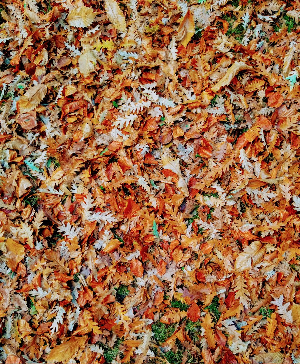 This week on <a href="/phonicfm/">Phonic FM</a> we're playing autumnal tunes and songs about the changing seasons. Requests very welcome! Tune in from 6pm on Thursday.