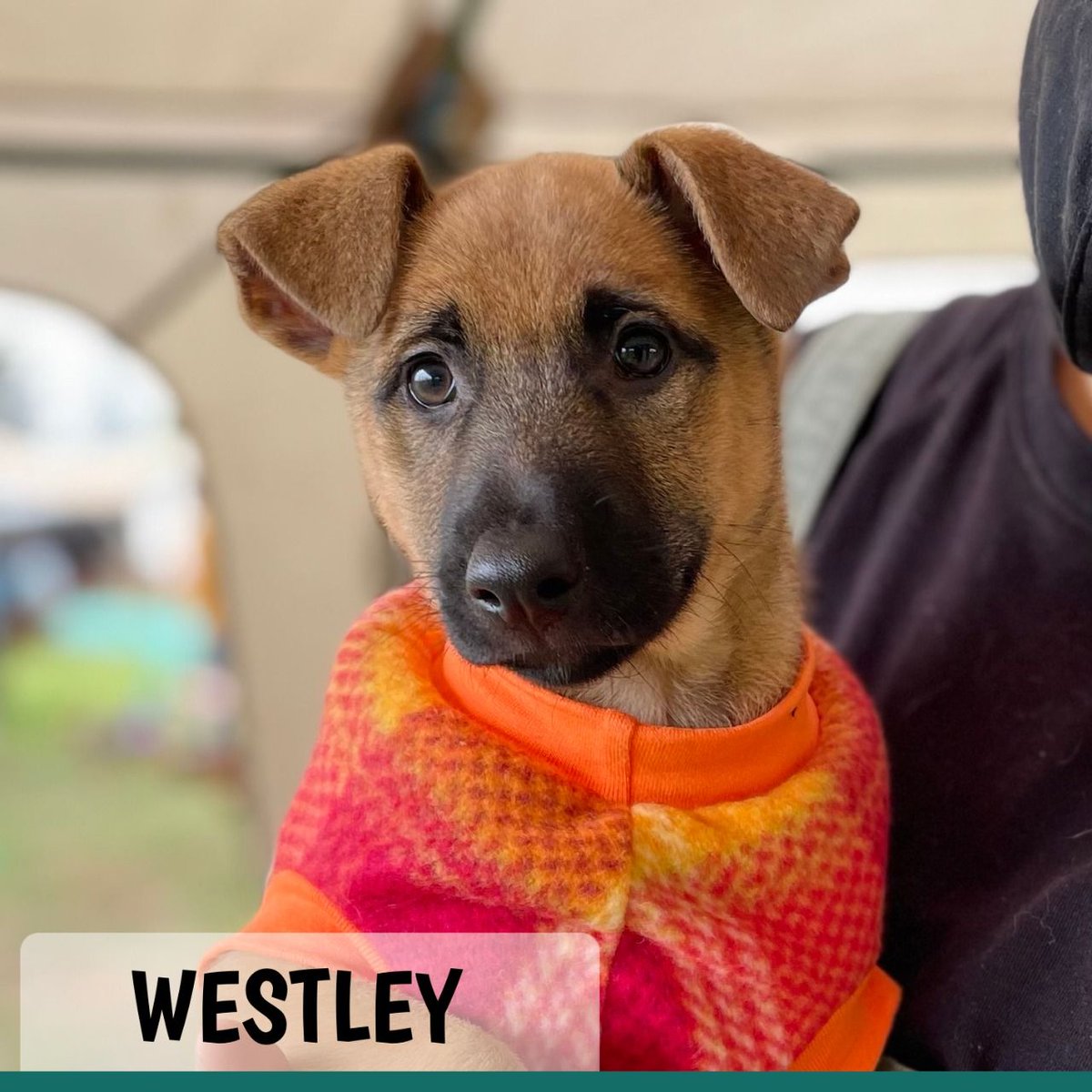 TEARSwelfare's tweet image. #adoptapuppy Westley 16/17 weeks old, male, Africanis, Shepherd, Lab mix, who will be medium in size. 📝 tears.org.za/dog-adoption-q…
☎️ 021 785 4482⠀
✉️ adoptions@tears.org.za⠀
🌍 tears.org.za/dogs