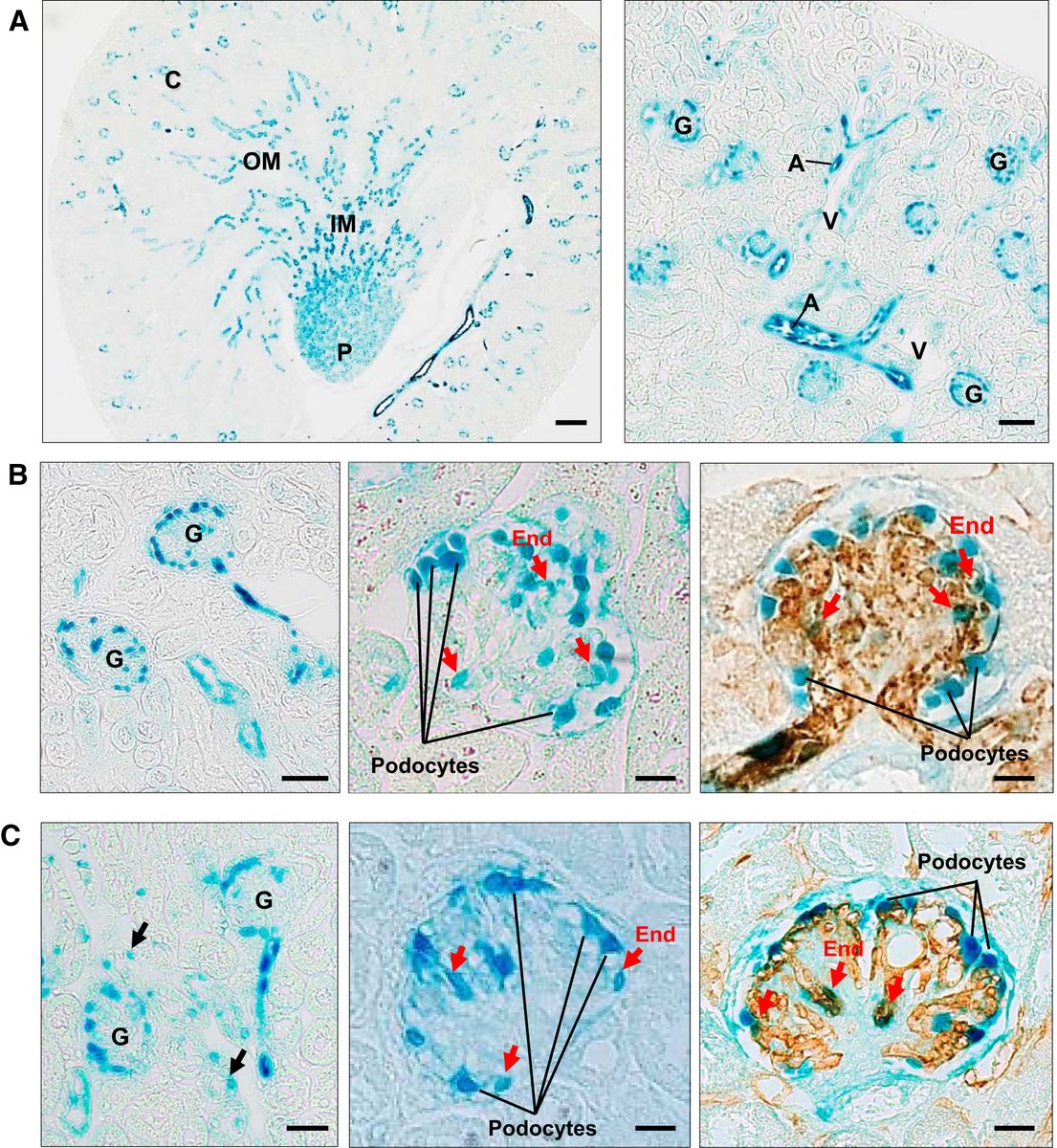 AJPRenal's tweet photo. #SuggestedRead- Agonistic anti-#CD148 monoclonal antibody attenuates #DiabeticNephropathy in mice"
Keiko Takahashi, et al.
https://t.co/HlUYjkKgMh
#AJPRenal #PTP @VUMC_Medicine https://t.co/9JfCkHPRdk