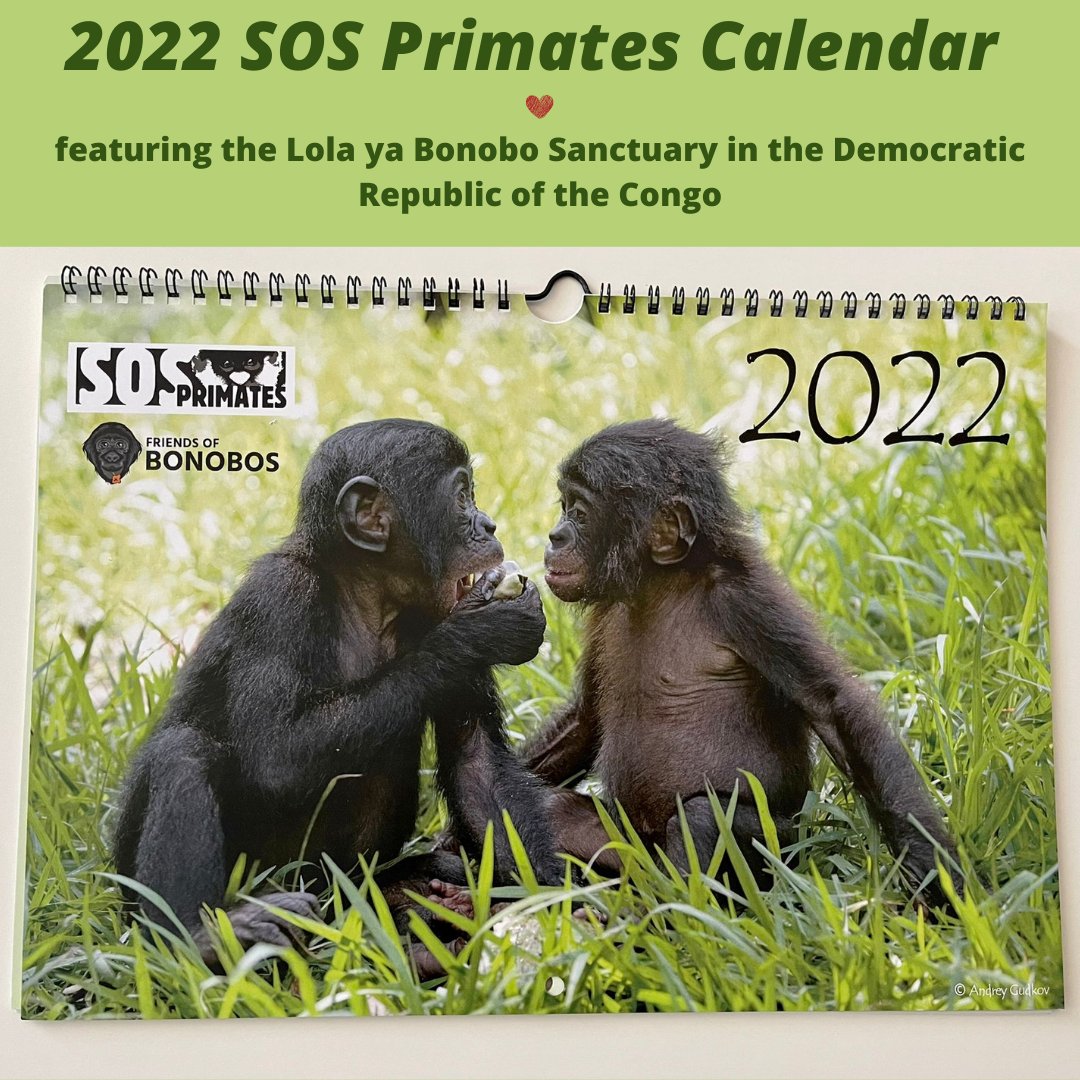Friends Of Bonobos/Lola Ya Bonobo On Twitter: "Do You Have A 2022 Calendar  Yet? Act Fast To Get A Beautiful Bonobo Wall Calendar From Our Friends At  Sos Primates (En/Fr Or En/Sp).