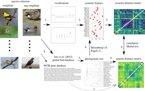Tecumseh Fitch (@tecumsehfitch) on Twitter photo Our paper "Phylogenetic signal in the vocalizations of vocal learning and vocal non-learning birds" is now available (*open access*) in Philosophical Transactions of the Royal Society B: royalsocietypublishing.org/doi/10.1098/rs… 
We show that there are strong genetic constraints on bird song (1). Our paper "Phylogenetic signal in the vocalizations of vocal learning and vocal non-learning birds" is now available (*open access*) in Philosophical Transactions of the Royal Society B: royalsocietypublishing.org/doi/10.1098/rs… 
We show that there are strong genetic constraints on bird song (1).