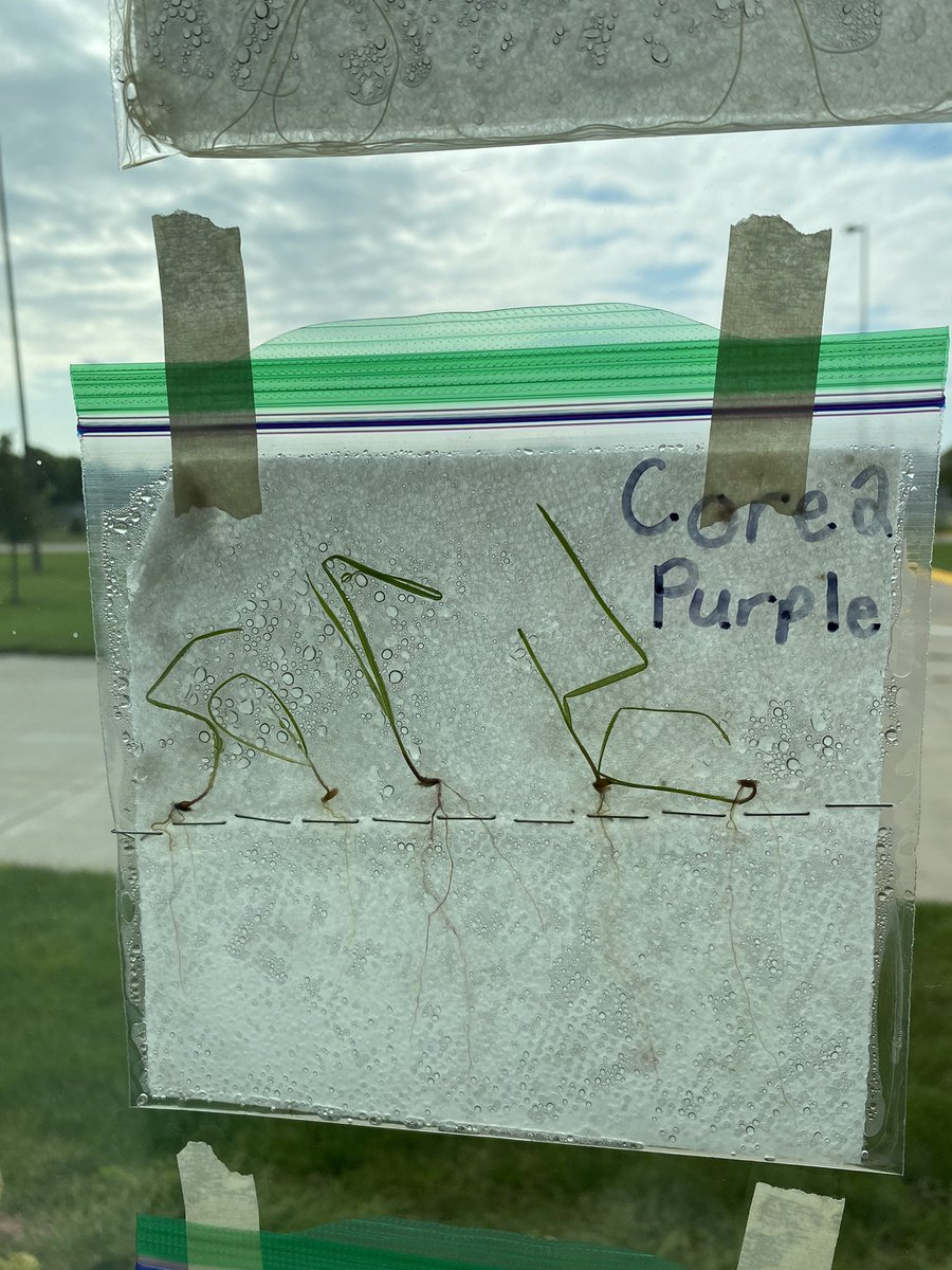 hmssci5's tweet photo. We finished up with our seeds last week! I had a first this year, a plant busted out of the bag. #stemscopes #holdregedusters #hydroponics https://t.co/AVLoRs57HC