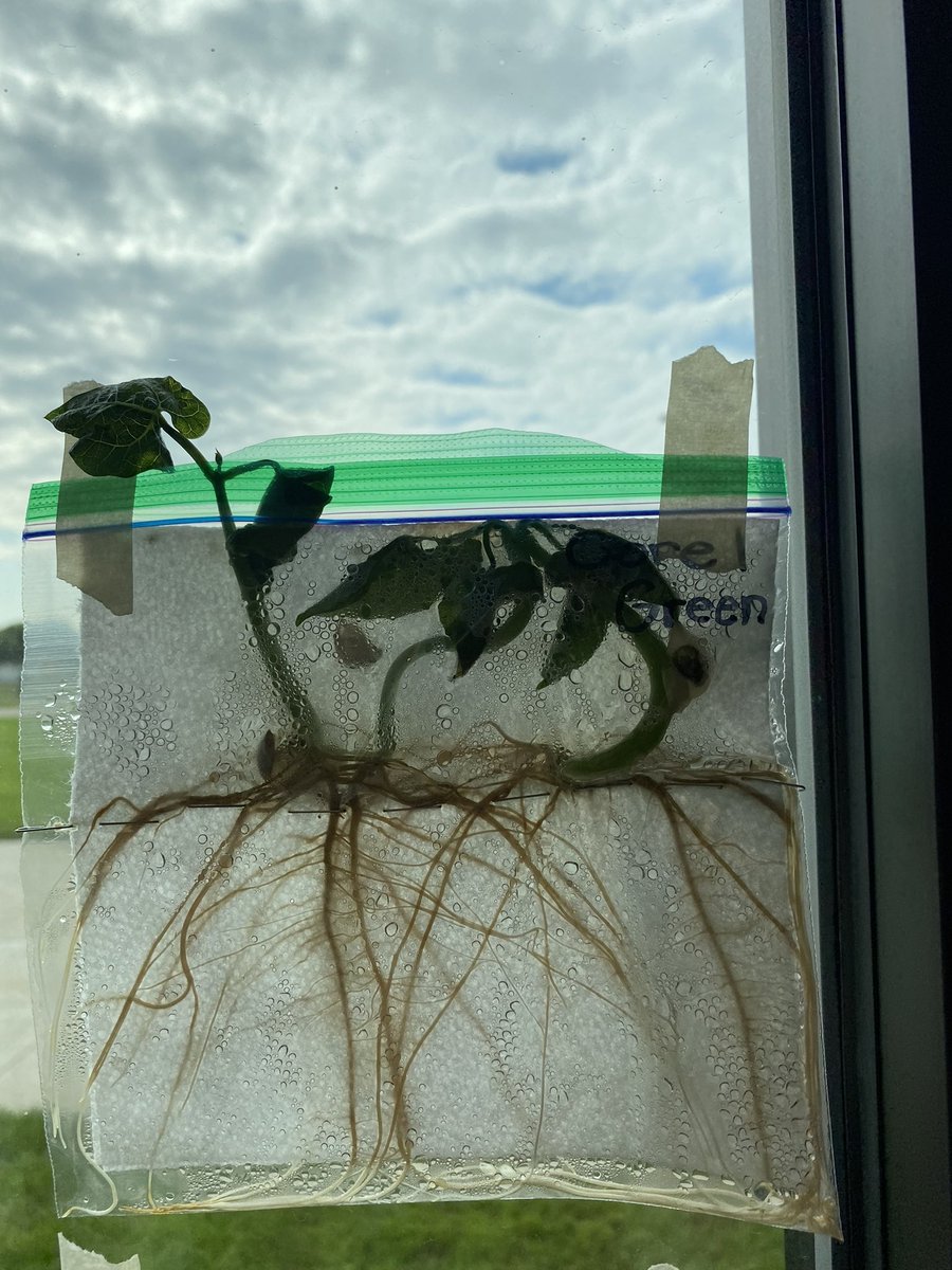 hmssci5's tweet photo. We finished up with our seeds last week! I had a first this year, a plant busted out of the bag. #stemscopes #holdregedusters #hydroponics https://t.co/AVLoRs57HC