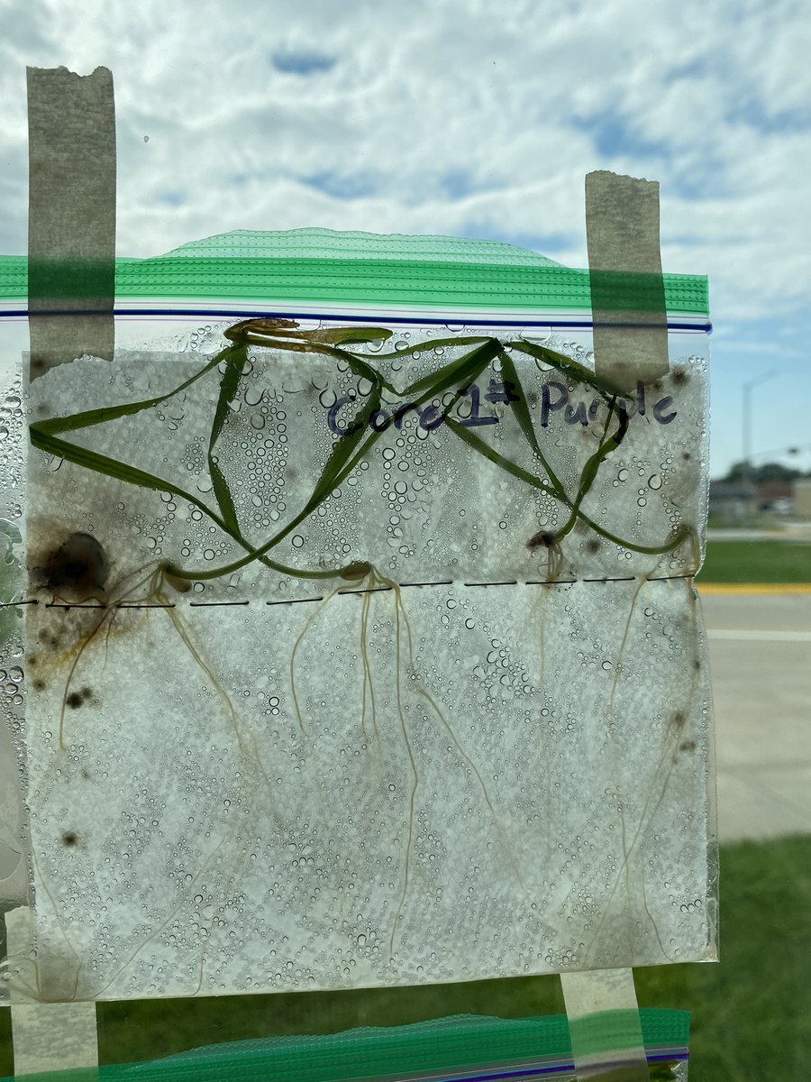 hmssci5's tweet photo. We finished up with our seeds last week! I had a first this year, a plant busted out of the bag. #stemscopes #holdregedusters #hydroponics https://t.co/AVLoRs57HC