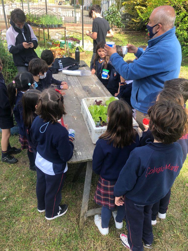 grupomarin's tweet photo. COSECHAS EN LA HUERTA DEL COLEGIO 🌱🥗- @COLEGIOMARINOFICIAL
 
Los chicos de 2do.Primaria se llevaron a casa la lechuga que habían plantado hace un mes las materias Ciencias y Science. En unas semanas, poder cosechar y comer una rica ensalada.
#huerta #huertaagroecologica https://t.co/4IyRQBWrPx