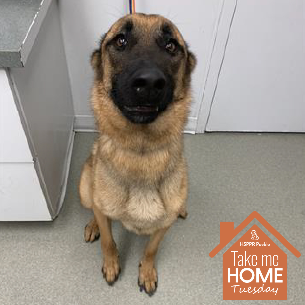 It's #TakeMeHomeTuesday! How could you possibly resist this face? Zeus is a 2-year-old Belgian Malinois mix, available for a $50 adoption fee in Pueblo! Click here to see more: bit.ly/3ukI5rE #HappyTailsHappyHearts #adopt