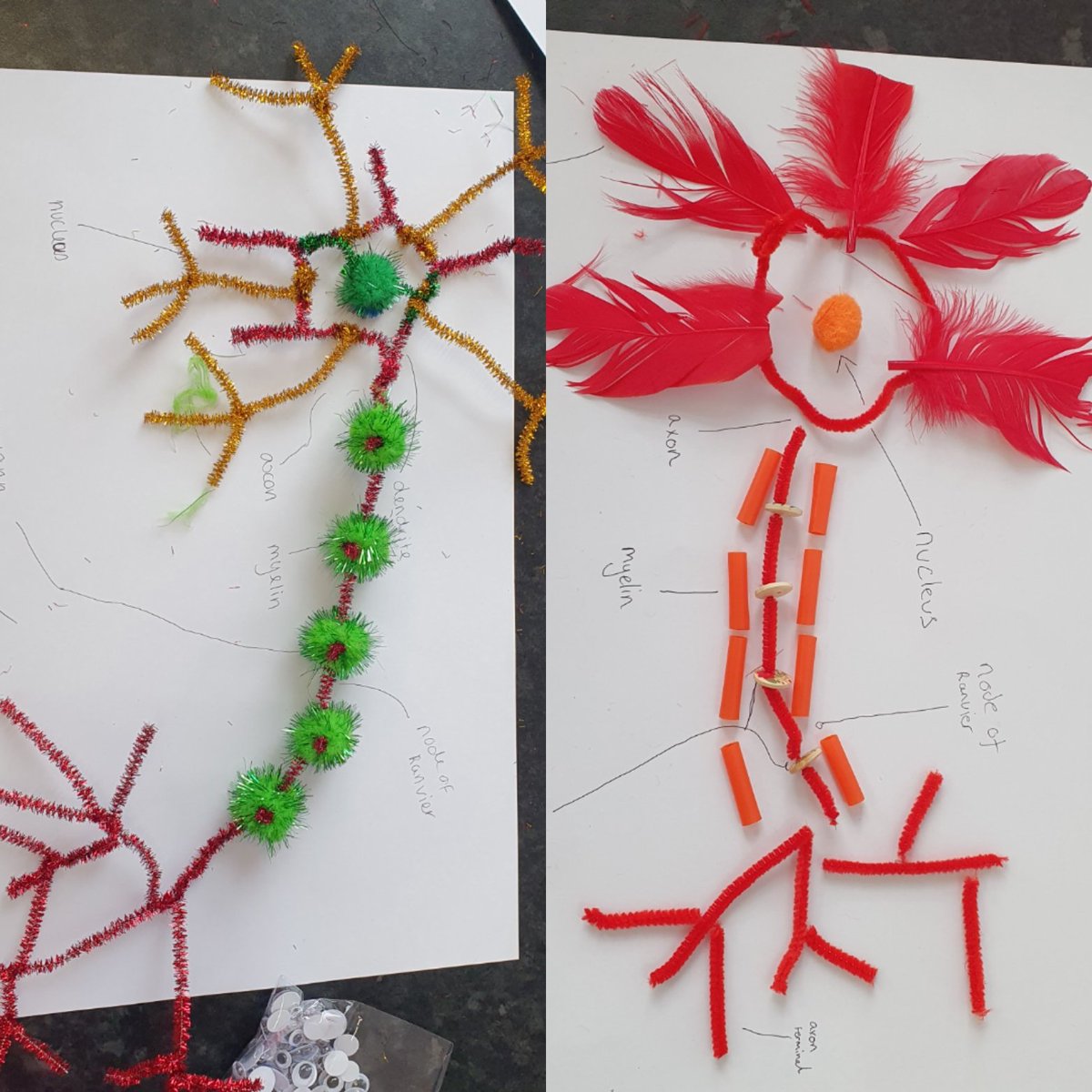 knowles_science's tweet photo. After completing a test in the first half of the lesson,year 13 needed something a little less stressful to start the new topic. Even the big kids love the craft box! The structure of the neuron is well and truly covered! Topped off nicely with some structure/function research ✔ https://t.co/6OJqS8m0zL