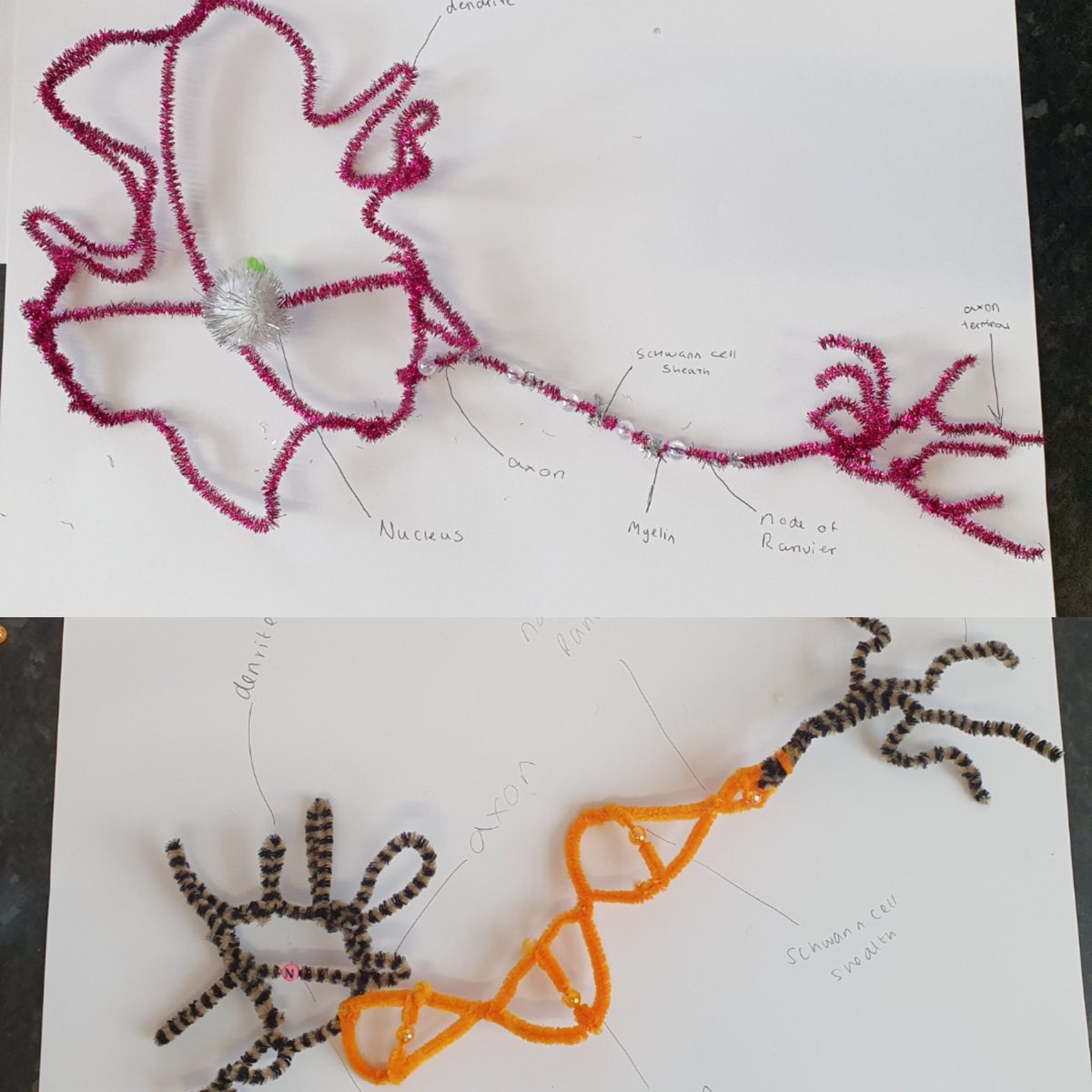 knowles_science's tweet photo. After completing a test in the first half of the lesson,year 13 needed something a little less stressful to start the new topic. Even the big kids love the craft box! The structure of the neuron is well and truly covered! Topped off nicely with some structure/function research ✔ https://t.co/6OJqS8m0zL