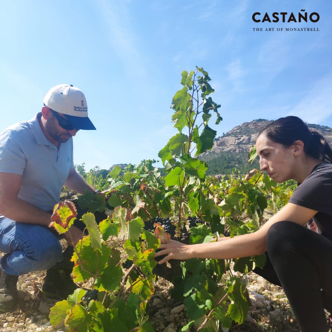 Bodegas Castaño tweet media