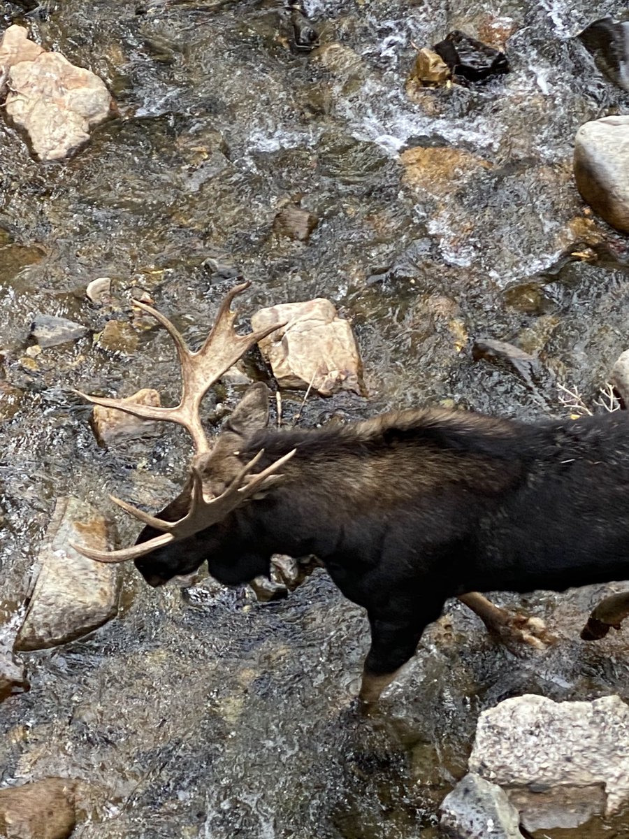 rshevlin's tweet image. Moose sighting at Snowbird UT.