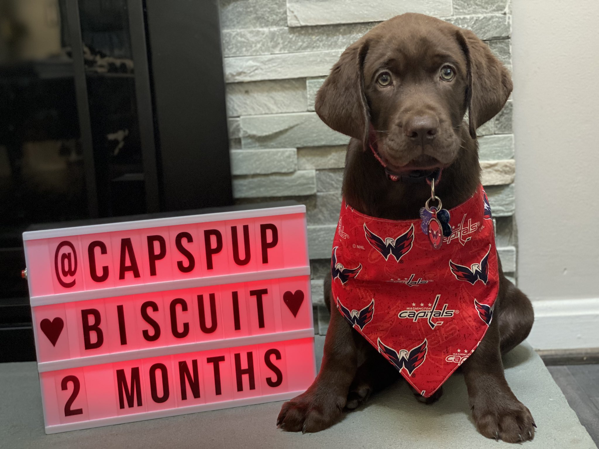 Washington Capitals NHL Dog Jacket