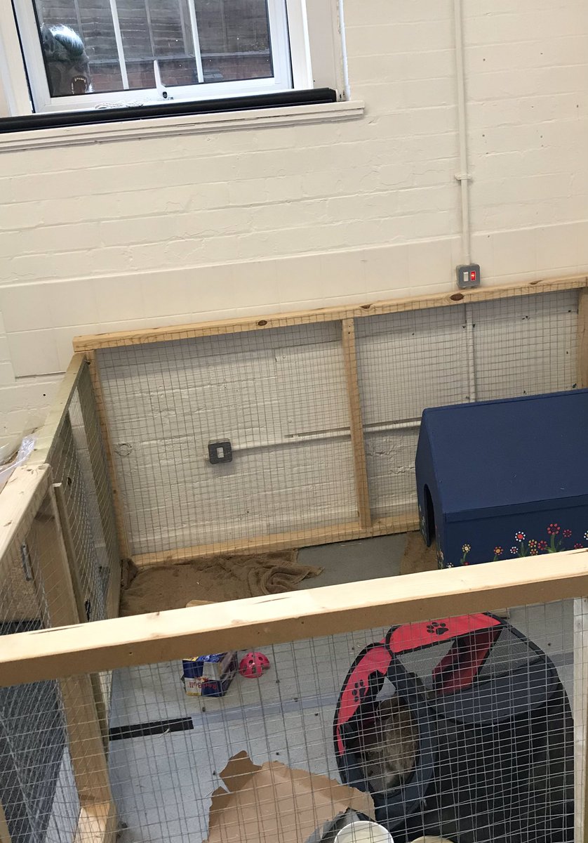 MissCogan_AMPA's tweet photo. Who’s that peering in looking at our school bunny? Beware everyone and be on the lookout. There’s definitely a wolf in these parts! @MrMason_AMPA @MissPatel_AMPA @AbbeyMead_TMET #year2english #oracyopportunities #developingvocabulary #immersivelearning https://t.co/9qhtzEqwj7