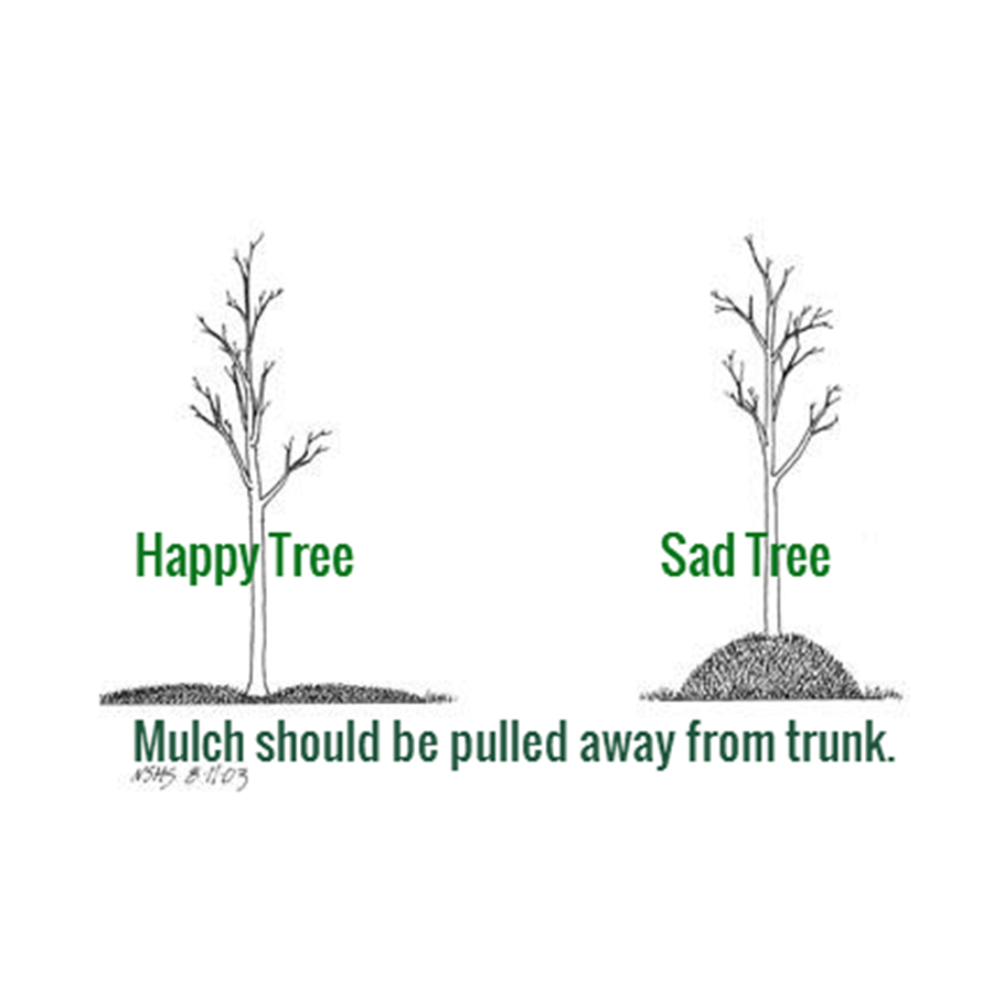MLeavesForever's tweet photo. #TreecareTuesday : A friendly reminder about how to mulch - avoid the Mulch Volcano that can create rot around the base of your trees. More on mulching: https://t.co/Df5skVb3iW https://t.co/yjTNJUGoGl
