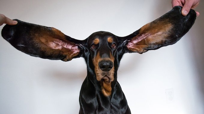 耳が長い犬10選 世界一耳が長い犬 小型 大型犬まで犬種を紹介 わんわんナビ