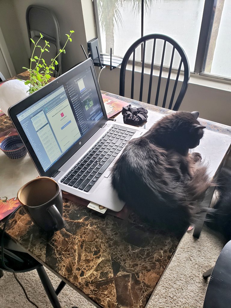 DrYangtheCat's tweet photo. hi #CatsOfTwitter! i just joined - plz be my feline friend! i will tweet but first napz https://t.co/4MfL7sU62w