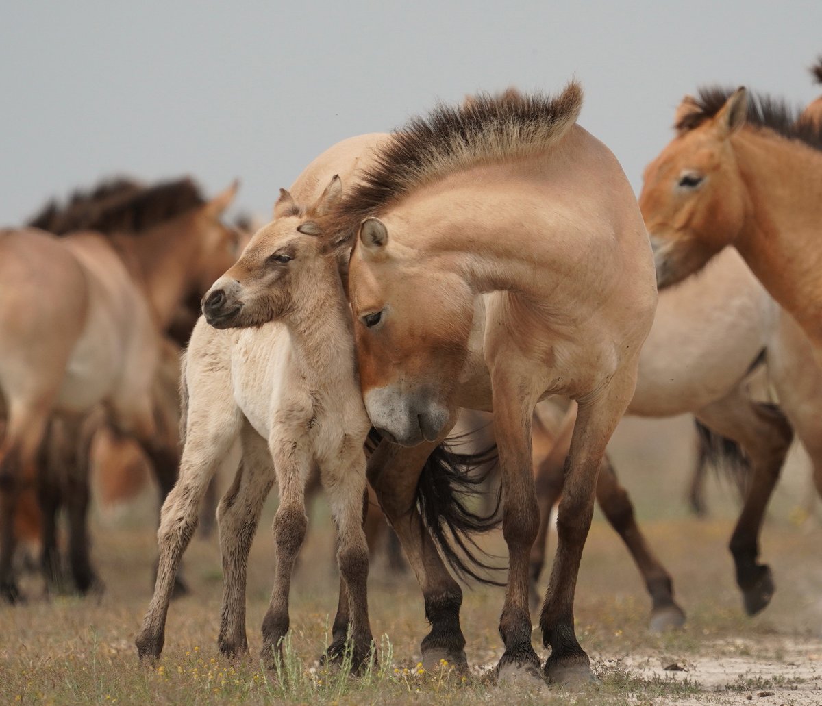 The Audience Award of the <a href="/matsalufilm/">Matsalu Nature Film Festival</a> 2021 was awarded to Zoltan Török for the film “Wild Horses - A Tale From The Puszta”. Congratulations! 🌿🏆🐎

#matsalu #nature #wildlife #filmfestival #Estonia #wildhorses #Hungary #awardwinner #naturefilm #puszta #wildtales <a href="/Wildlife_Film/">Wildlife Film News</a>