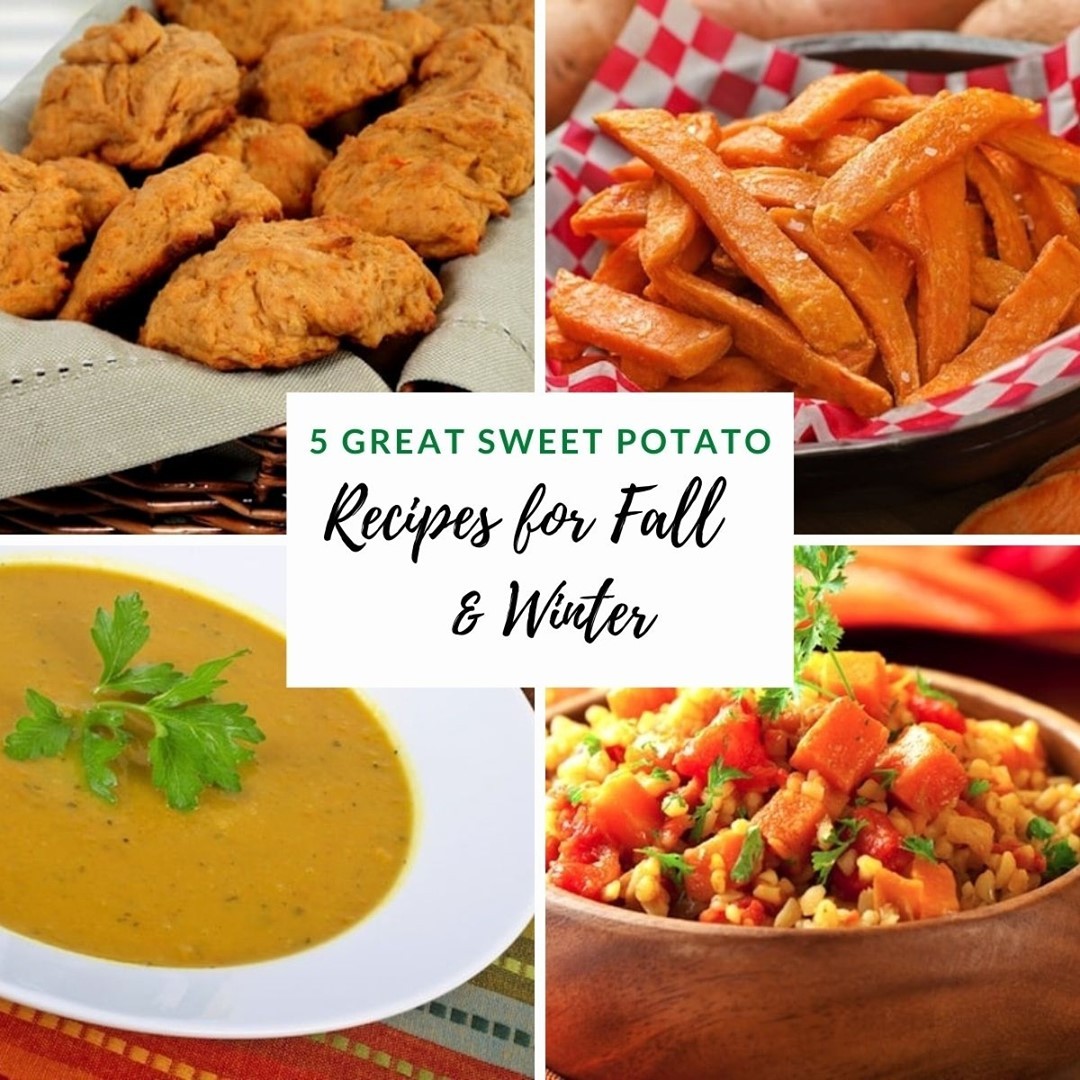 Sweet potatoes are a great source of nutrients, they're delicious and incredibly versatile. Here are five of VegKitchen's most popular sweet potato recipes. #vegetarian⁠
⁠
Recipes >>>vegkitchen.com/5-great-sweet-…