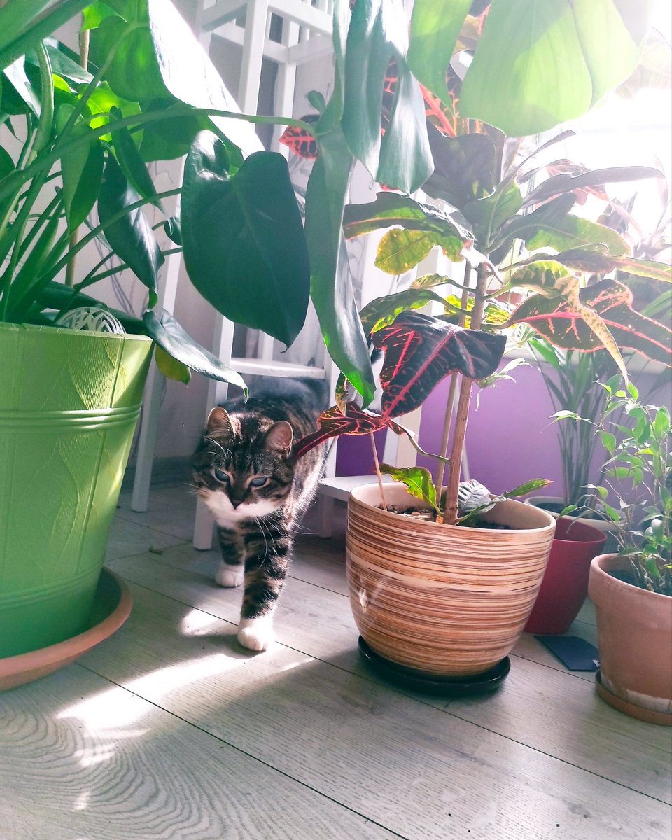 VanagaAA's tweet photo. Jungle lady

#CatsOfTwitter #Plant #cat https://t.co/MqtFj729iZ
