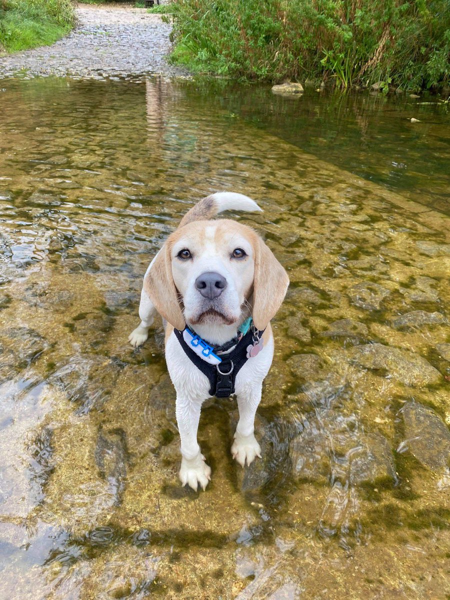 rvnpetnanny's tweet photo. Pet of the day! 💛 
#potd #petoftheday #thevetnursepetnanny #homevisits #dogs #cats #newpet #behaviour #nutrition #dietaryadvice #weightmatters #orthopaedics #postoprehabilitation #postopchecks #seniorpets #arthritismanagement #rvn #petsoftwitter #beagle #beaglesoftwitter https://t.co/FUaSLlKjqo