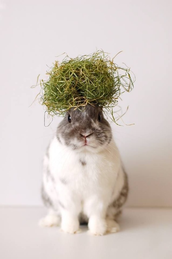 RabbitEveryHour's tweet image. 