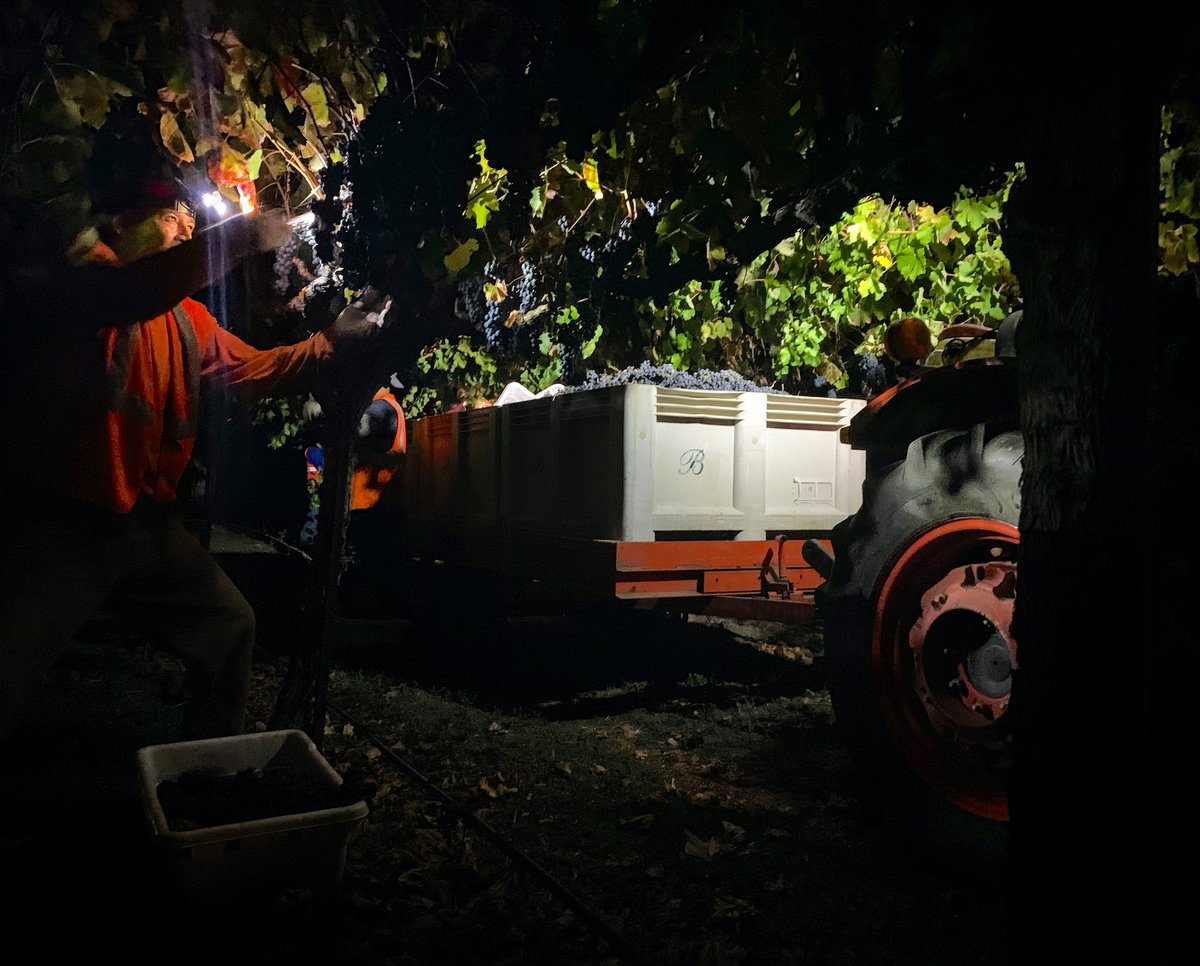 Night harvesting means picking in cooler temperatures which keeps acidity level higher, sugar levels in check, and offers energy efficiency so we don't need to cool the juices. #Harvest2021