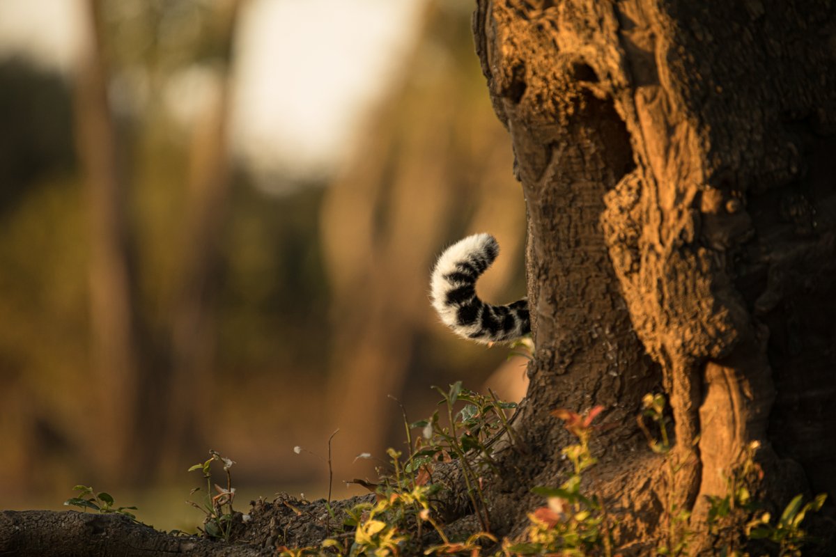 We are proudly presenting the winners of <a href="/matsalufilm/">Matsalu Nature Film Festival</a> 2021! Congratulations! Thank you to everyone with a film at the festival! maff.ee/en/winners-2021 🦊🦅🐆🐝

<a href="/OverlandMovie/">OVERLAND</a> #LeopardLegacy #nature #wildlife #animals #FilmFestival #environment <a href="/Wildlife_Film/">Wildlife Film News</a> <a href="/Wild_Pages/">Wild Pages 3</a> <a href="/fest21/">Filmfestivals.Com</a>