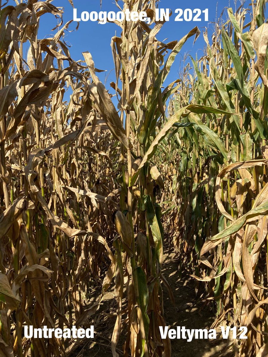 Next year we’ll follow this V12 application of #Veltyma with a R2 application! <a href="/BASFAgProducts/">BASF Ag Solutions US</a>