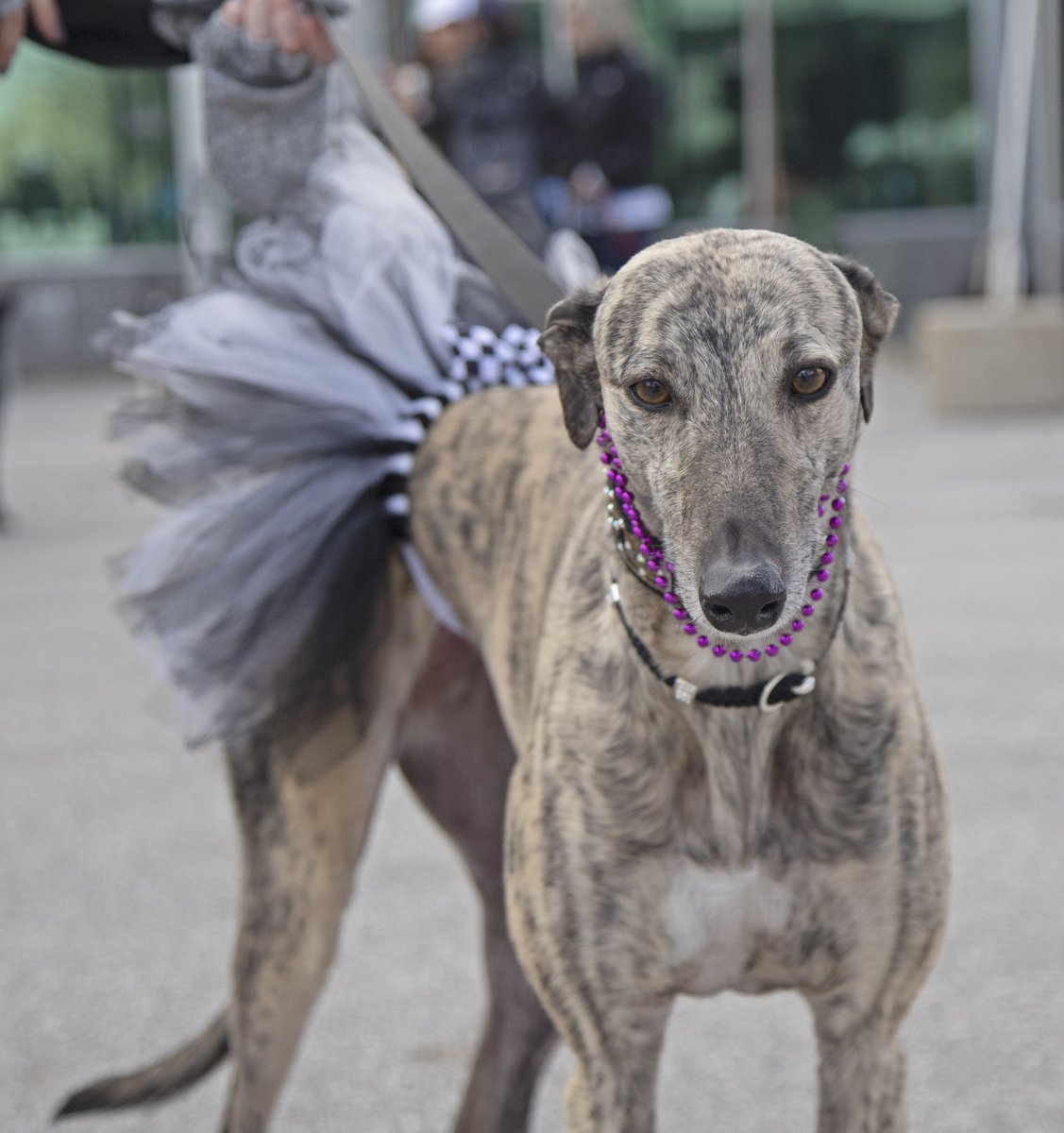 MuttStrut's tweet photo. @IndyHumane’s largest annual fundraiser is one month away 🙀 Join us for this family- and pet-friendly fundraising event on Saturday, October 23 >> https://t.co/5BBJdWPG61 ⚾️ https://t.co/cwEGOQRRRf