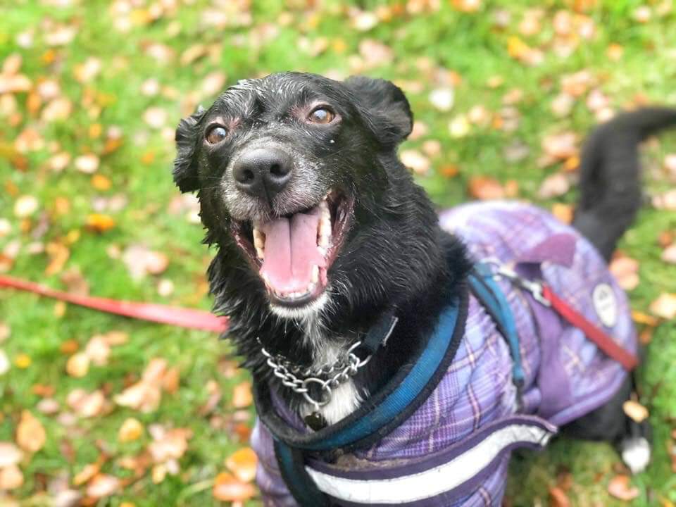 Pugwash at Hilbrae Dog Rescue in Shropshire is still waiting patiently for his special someone to notice him, please help this #rehomehour
Call the kennel team on 01952 541254 for more information #Teamzay #Rescue #TeamHilbrae #AdoptDontShop #RescueDogs