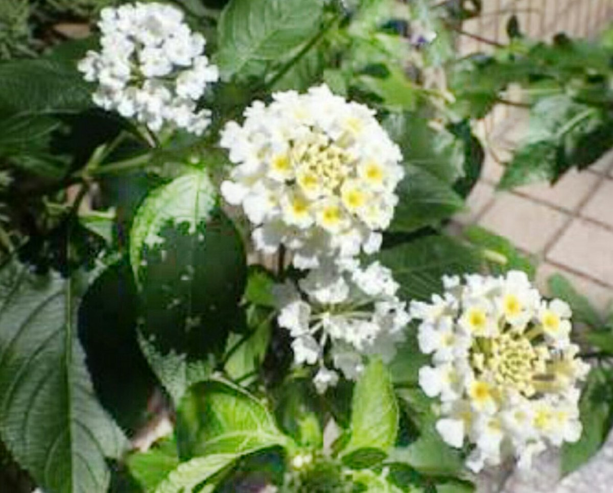 Twitter ನಲ ಲ ベゴニア ಹ ಯ ಶ ಟ ಯ ಗ