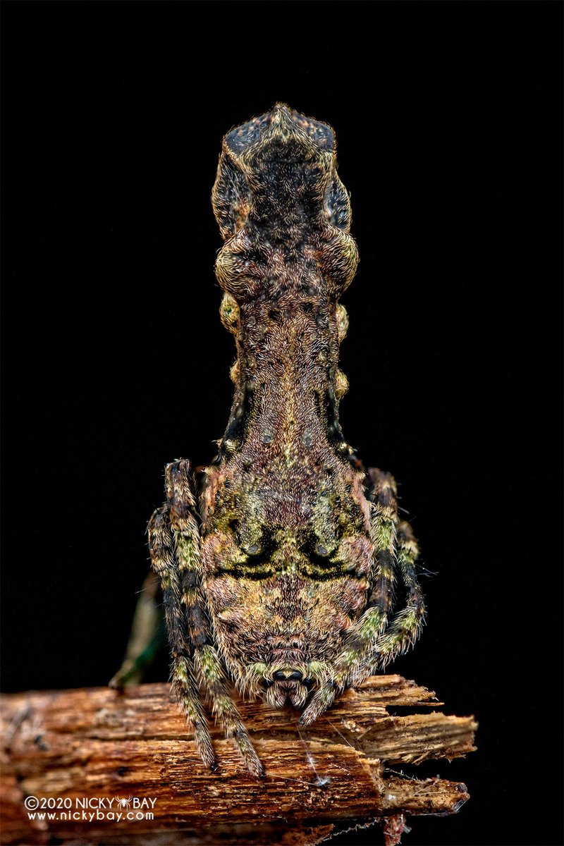 animaritos's tweet photo. Araña tronco de árbol /Poltys elevatus/
Habita en los bosques tropicales de Malasia🇲🇾 Indonesia🇮🇩 Sumatra, Borneo
De hábitos nocturnos, por la noche teje su tela entre las ramas secas de los árboles para esperar sus presas. https://t.co/GyLmltdkp6