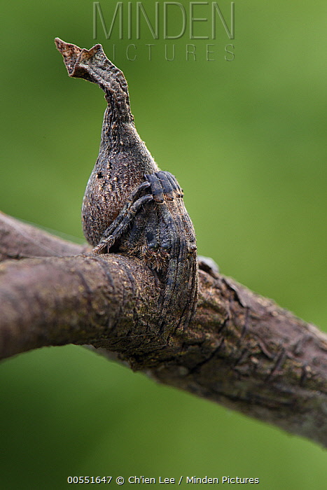 animaritos's tweet photo. Araña tronco de árbol /Poltys elevatus/
Habita en los bosques tropicales de Malasia🇲🇾 Indonesia🇮🇩 Sumatra, Borneo
De hábitos nocturnos, por la noche teje su tela entre las ramas secas de los árboles para esperar sus presas. https://t.co/GyLmltdkp6