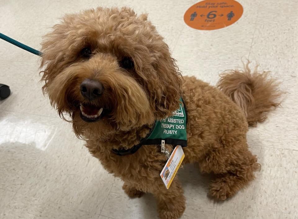 seqfoundation's tweet image. The Sequoia Hospital Foundation is thrilled to see the return of pet therapy dogs at @SequoiaHospital. We've long been champions of animal assisted therapy and the healing smiles brought by an enthusiastic tail wag.
(and yes, the dogs do have their own hospital ID badges!)