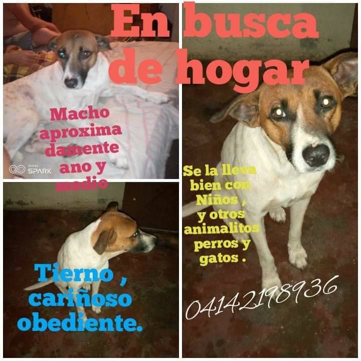 PerroUsuario's tweet photo. #AdoptaUnAngel #Caracas https://t.co/uqEfASlmK8
