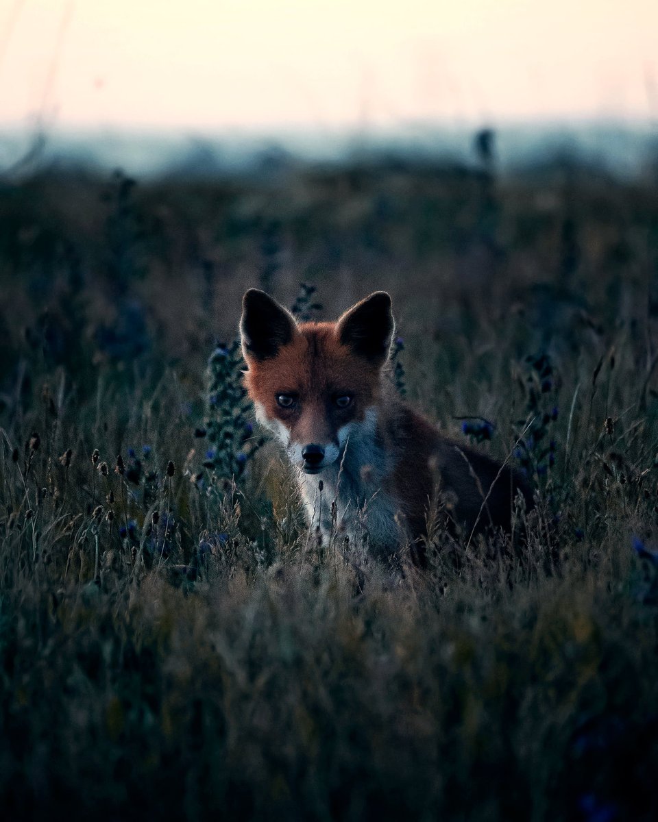 Chance encounters. That’s what keeps it interesting for me. Whether it’s coming across a fox in the night or finding the perfecting lighting conditions, I never know what I might find out in the field.
