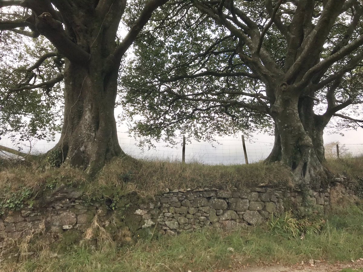 catttwings's tweet photo. Three specimens of old walls / field boundaries down at the bottom of #Dartmoor. From Ivybridge, #TwoMoorsWay, and Stalldown Hill. https://t.co/gcLR1mLI92